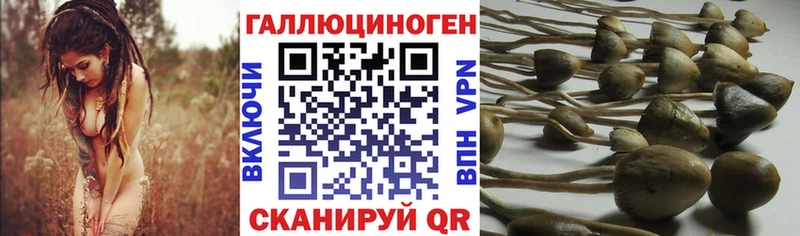 Псилоцибиновые грибы Psilocybe  Володарск 